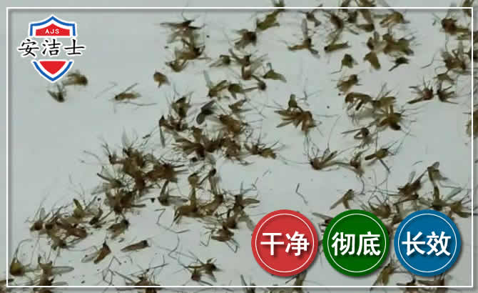 丽水苍蝇防治-灭蝇