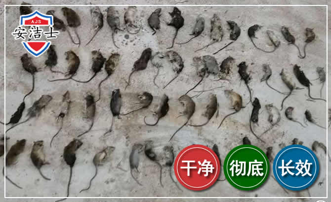 丽水鼠害防治-灭鼠
