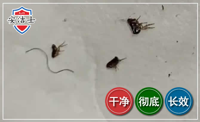 丽水跳蚤防治-灭跳蚤
