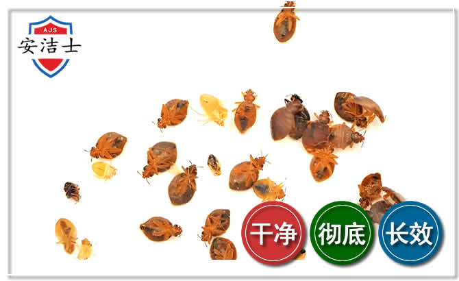 丽水臭虫防治-消灭臭虫